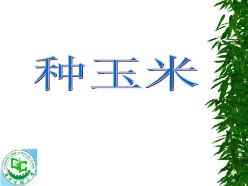 玉米栽培.ppt剖析