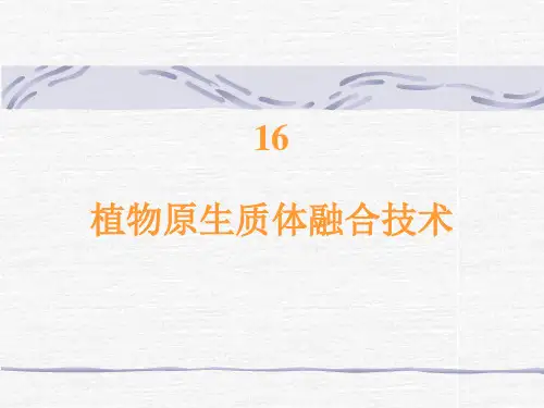 16 植物原生质体融合技术