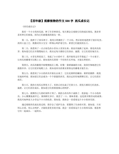【四年级】观察植物的作文500字 西瓜成长记
