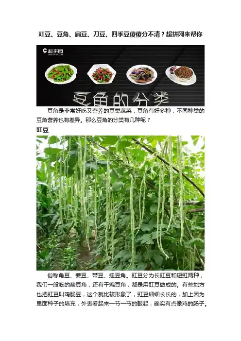 豇豆、豆角、扁豆、刀豆、四季豆傻傻分不清？超拼网来帮你