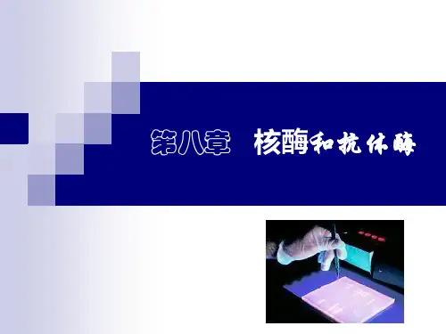 第八章 核酶和抗体酶