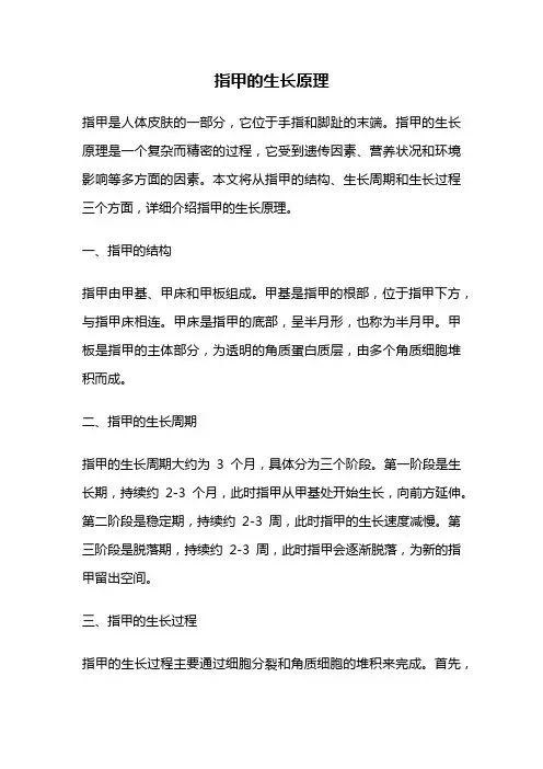 指甲的生长原理