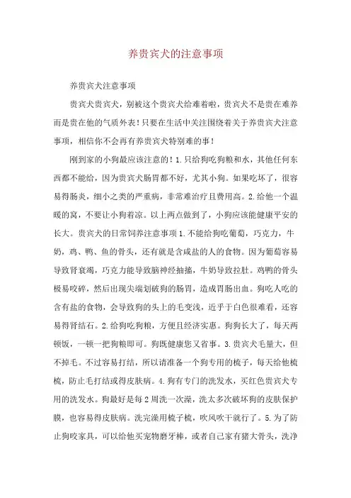 养贵宾犬的注意事项