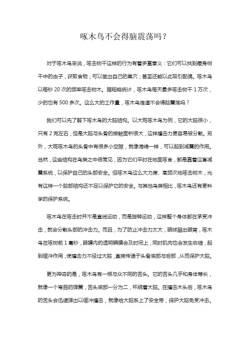 啄木鸟不会得脑震荡吗？