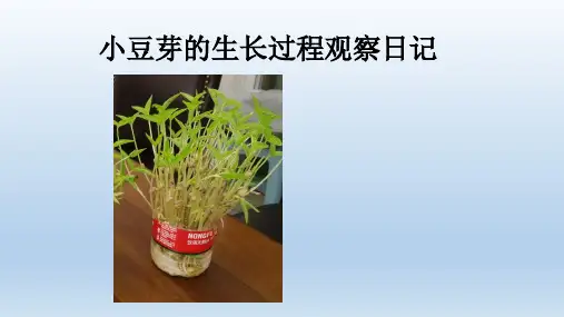 绿豆芽的生长过程观察日记 ppt课件