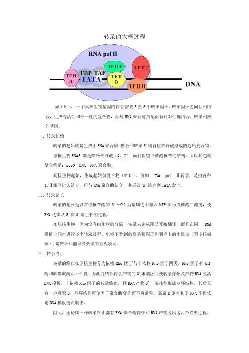 转录的大概过程