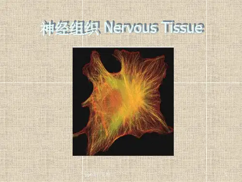 组织学与胚胎学-神经组织1ppt课件