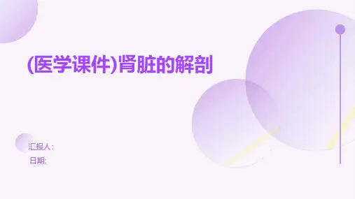 (医学课件)肾脏的解剖