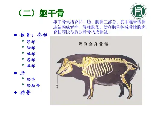 运动系统-2