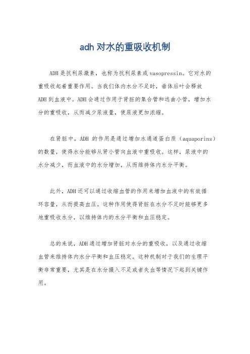 adh对水的重吸收机制