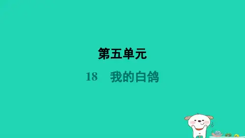 七年级语文上册第五单元18我的白鸽习题课件新人教版
