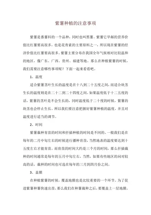 紫薯种植的注意事项