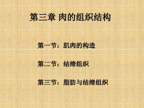 肉的组织结构讲解