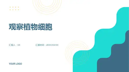 七年级生物上册212《观察植物细胞》课件人教新课标版