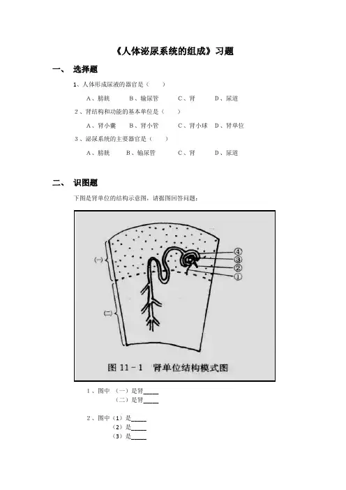 苏教版七年级生物下册 人体泌尿系统的组成习题1