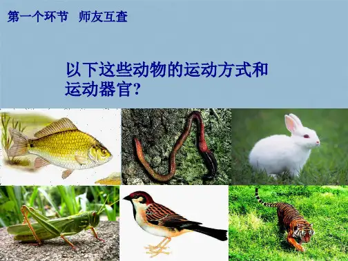 第一节 动物的运动(共29张PPT)