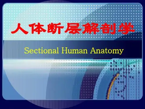 人体断层解剖学-胸部断层解剖PPT课件