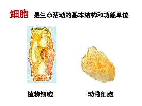 北师大版生物七上《细胞分化形成组织》课件