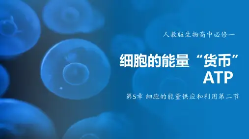 5.2细胞的能量“货币”ATP 课件-2024-2025学年高一上生物人教版(2019)必修1