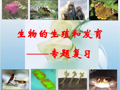 八年级生物ppt课件  生物的生殖与发育ppt课件