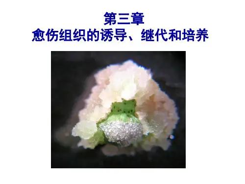 第三章 愈伤组织诱导及分化调控