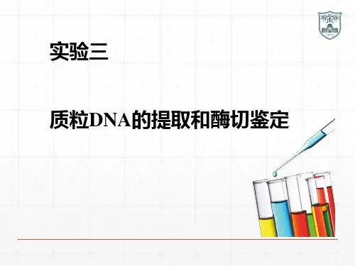 三、 质粒DNA的提取和电泳鉴定