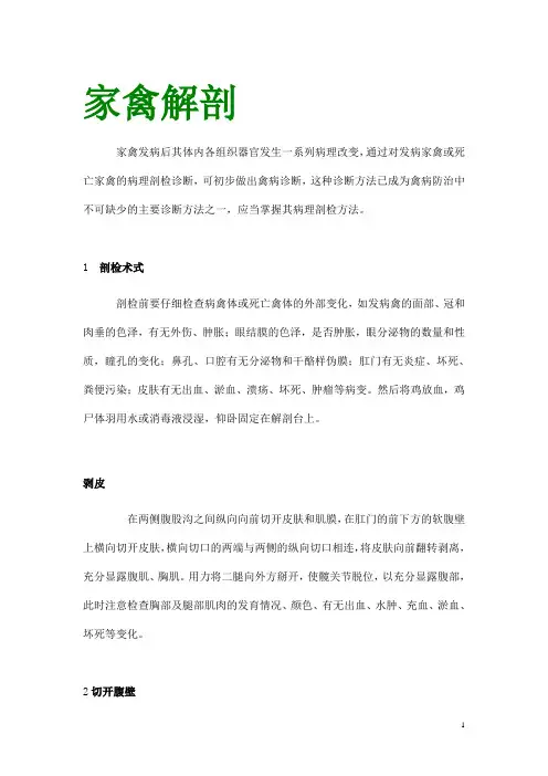 家禽解剖