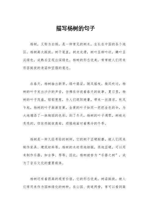 描写杨树的句子