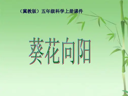 冀教版小学科学五级上册葵花向阳课件(共15张PPT)