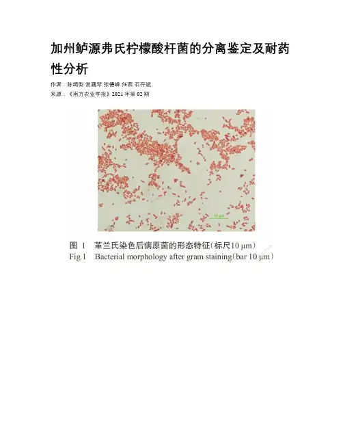加州鲈源弗氏柠檬酸杆菌的分离鉴定及耐药性分析