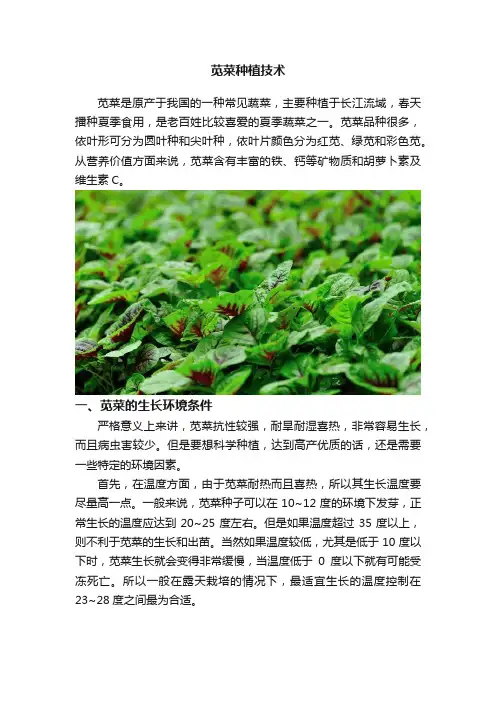 苋菜种植技术