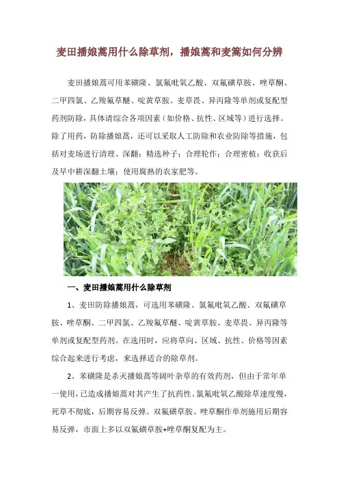 麦田播娘蒿用什么除草剂,播娘蒿和麦篙如何分辨