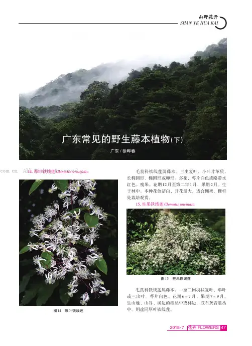 广东常见的野生藤本植物（下）
