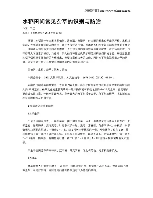 水稻田间常见杂草的识别与防治