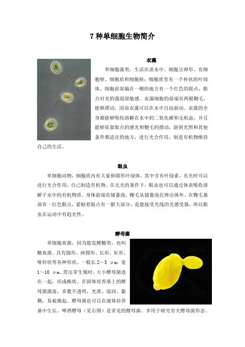 7种单细胞生物简介
