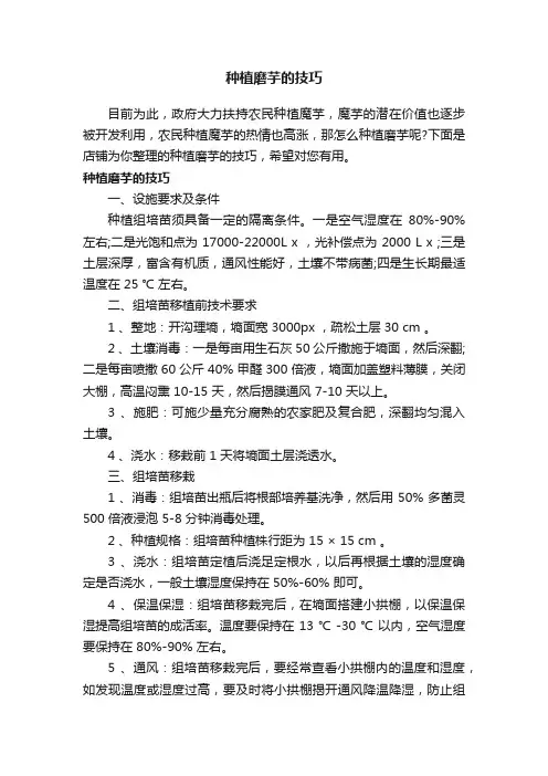 种植磨芋的技巧