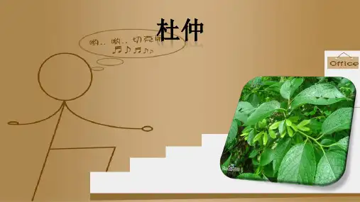 杜仲