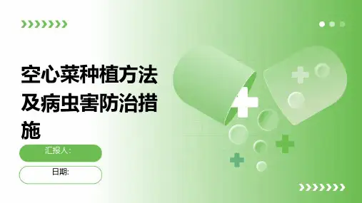 空心菜种植方法及病虫害防治措施