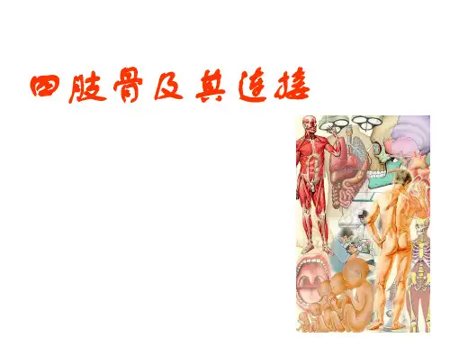 人体解剖学：四肢骨及其连接