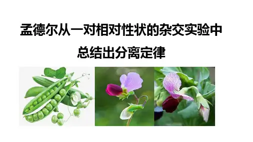 孟德尔从一对相对性状的杂交实验中总结出分离定律