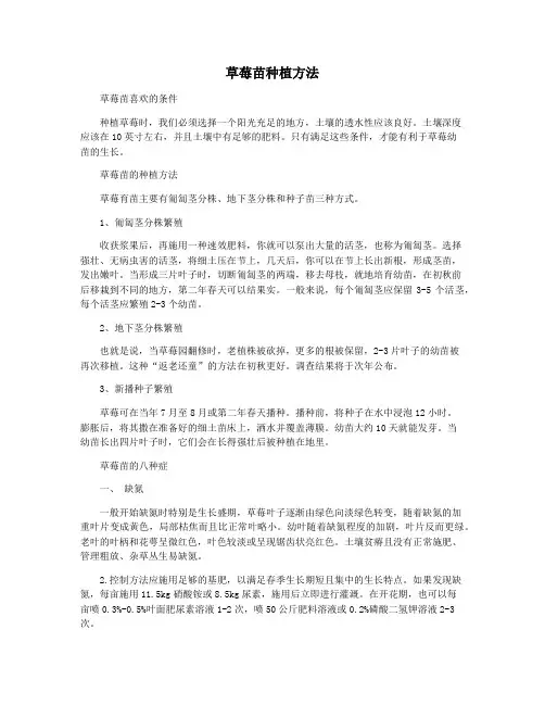 草莓苗种植方法