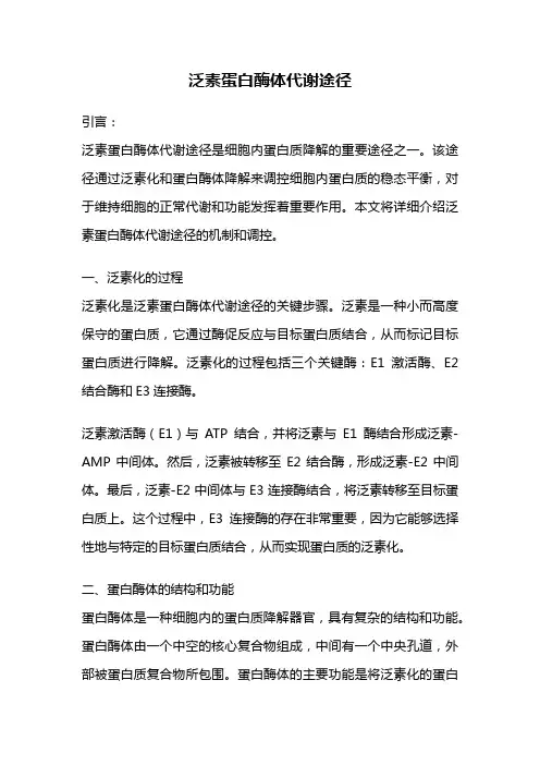 泛素蛋白酶体代谢途径