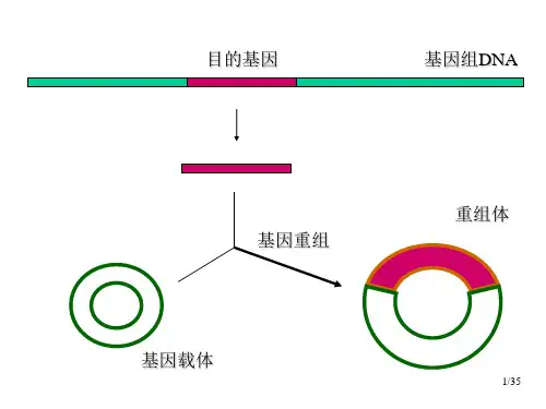 限制性内切酶