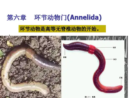 第八章环节动物门