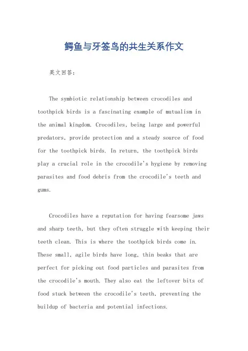 鳄鱼与牙签鸟的共生关系作文