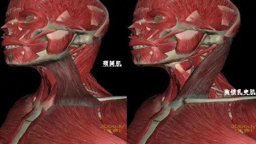 人体主要肌肉图
