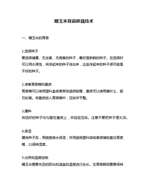 糯玉米育苗移栽技术