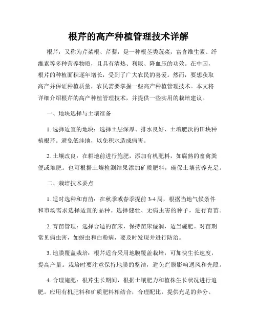 根芹的高产种植管理技术详解