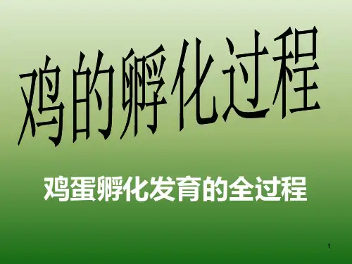 鸡孵化过程PPT参考幻灯片