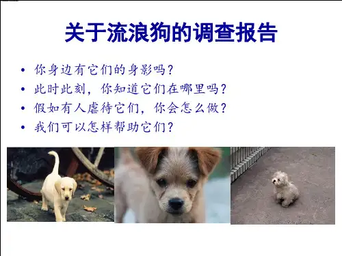 关于流浪狗的调查报告